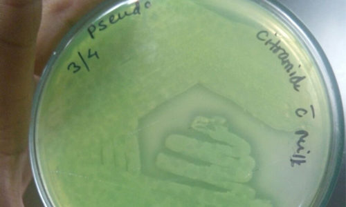 QC Bacterial Cultures