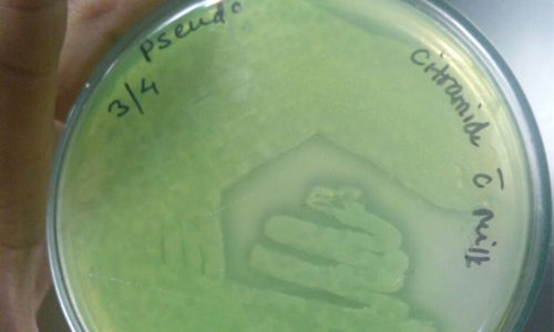 QC Bacterial Cultures